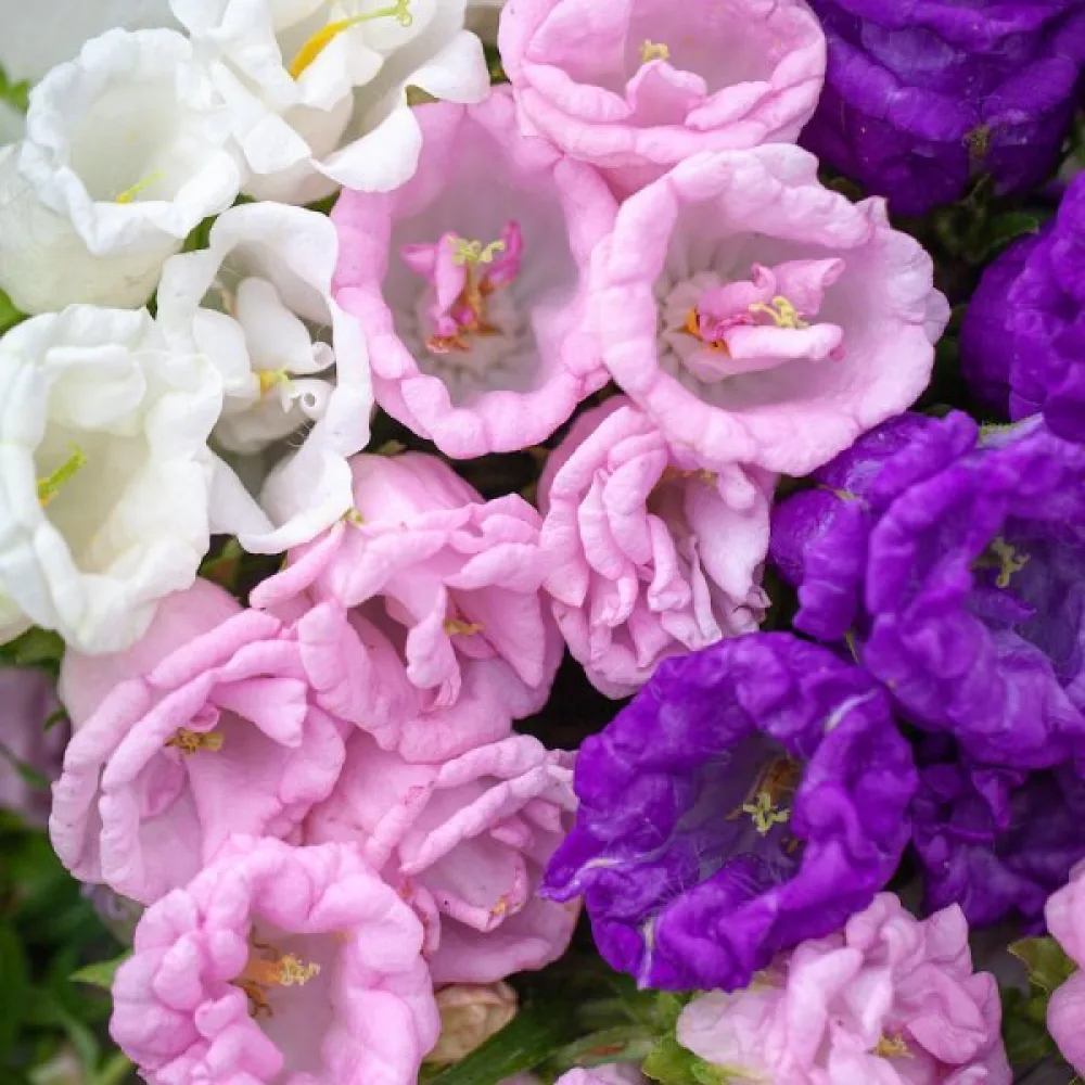 Mariaklocka Campanula medium, fylld, mix