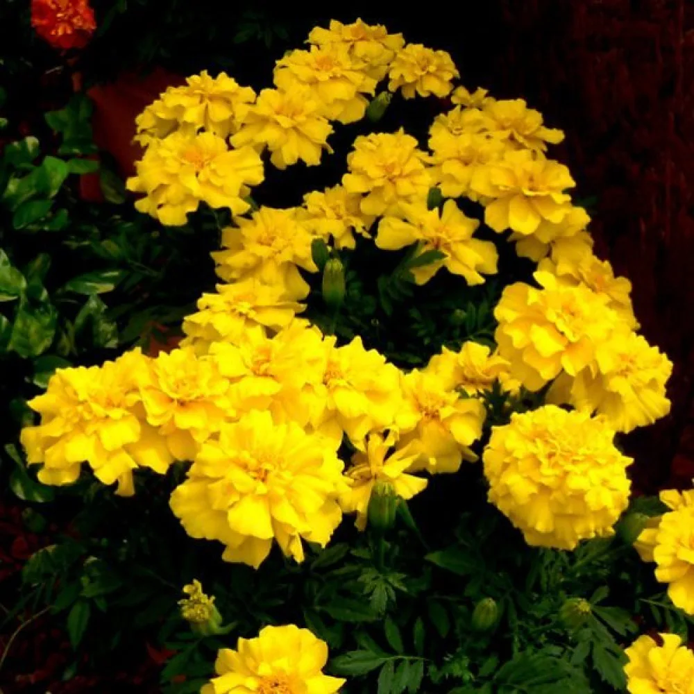 Fransk tagetes 'Yellow Jacket'