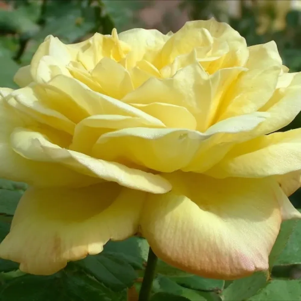 Ros 'Radiant Gold' – barrotad