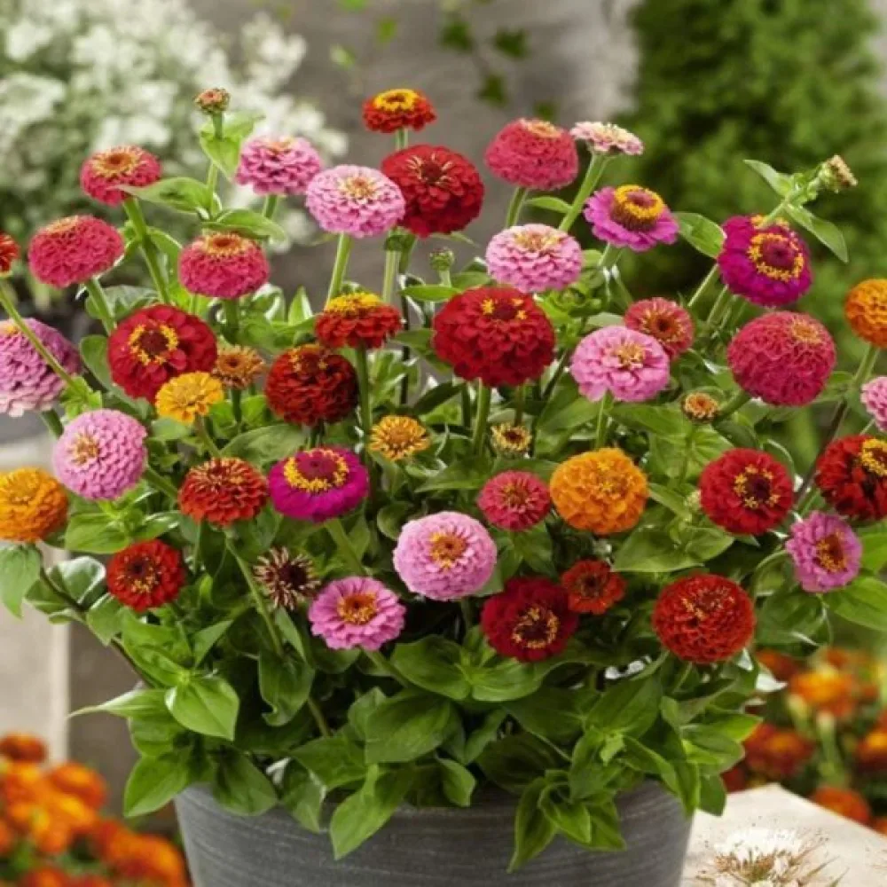 Zinnia 'Diablo' (blandning)