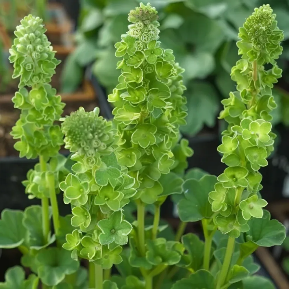 Musselblomma Moluccella laevis