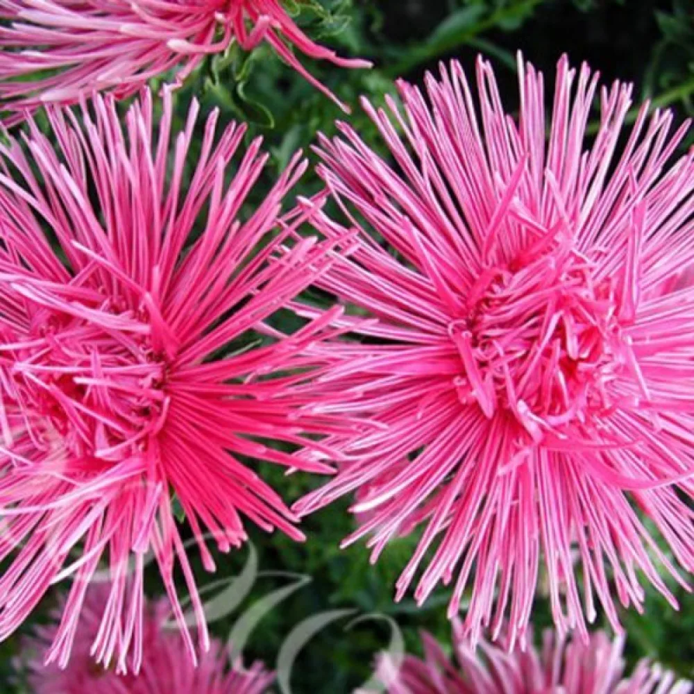 Strålaster 'Harzgruss'