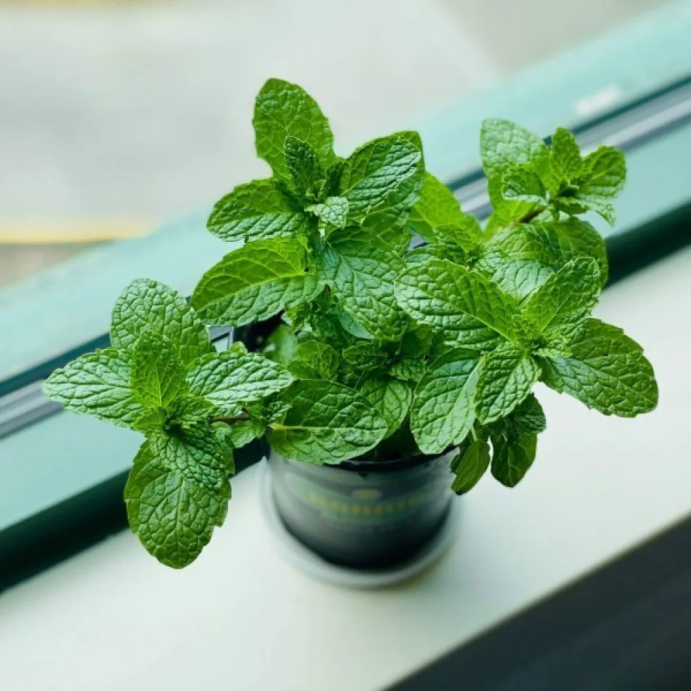Citronmeliss