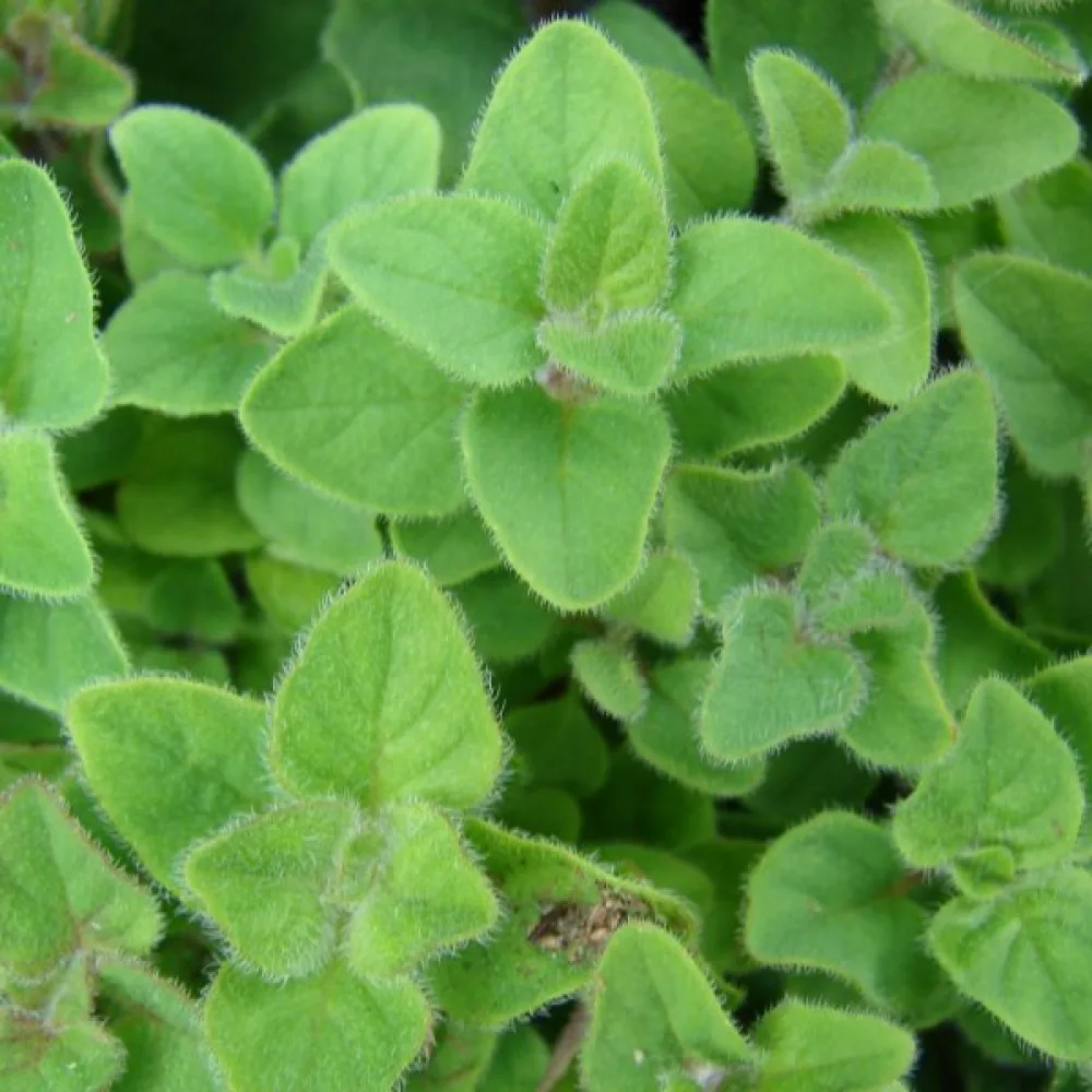 Mejram 'Cuscuta'