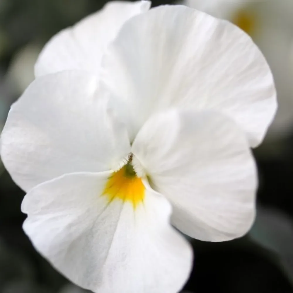 Pensé 'Firnenschnee'