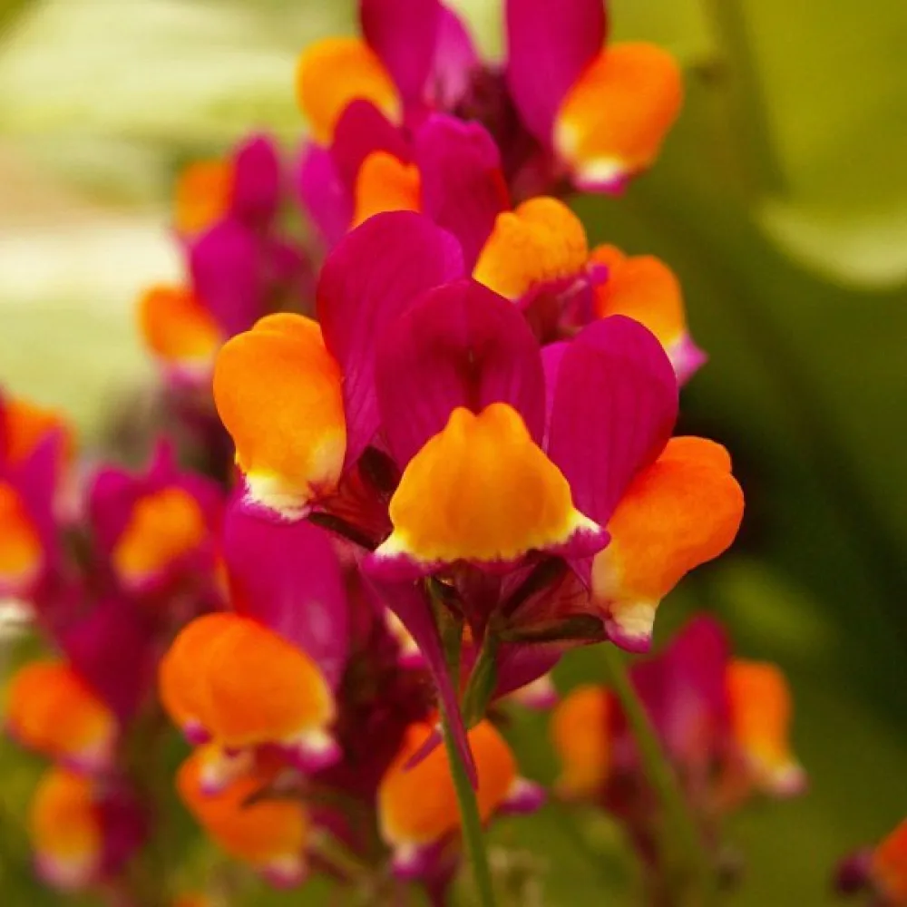 Sporre 'Aureopurpurea'