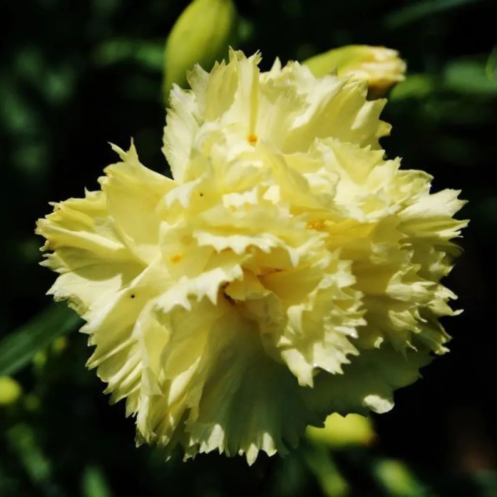 Nejlika Chabaud 'Marie Chabaud'
