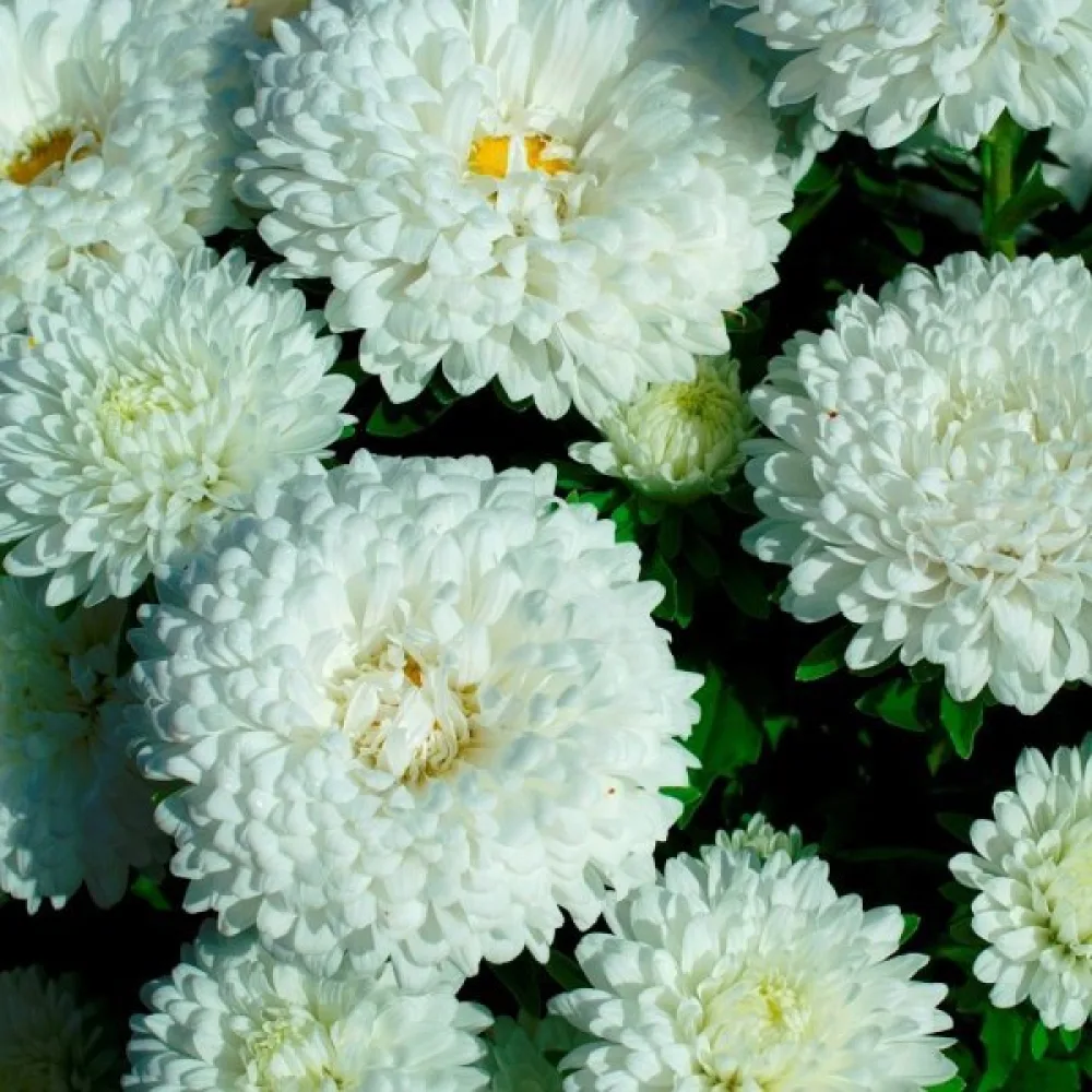 Sommaraster 'Milady' vit
