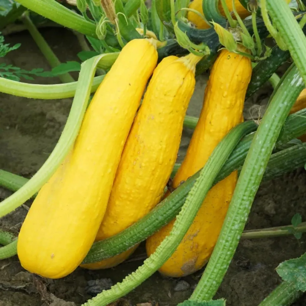 Minipumpa 'Prolific Straightneck'