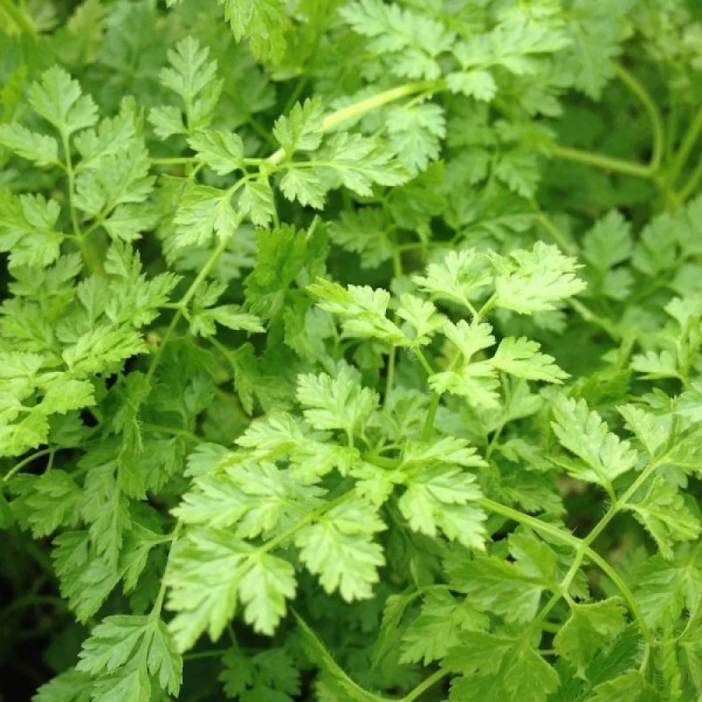 Körvel Anthriscus cerefolium