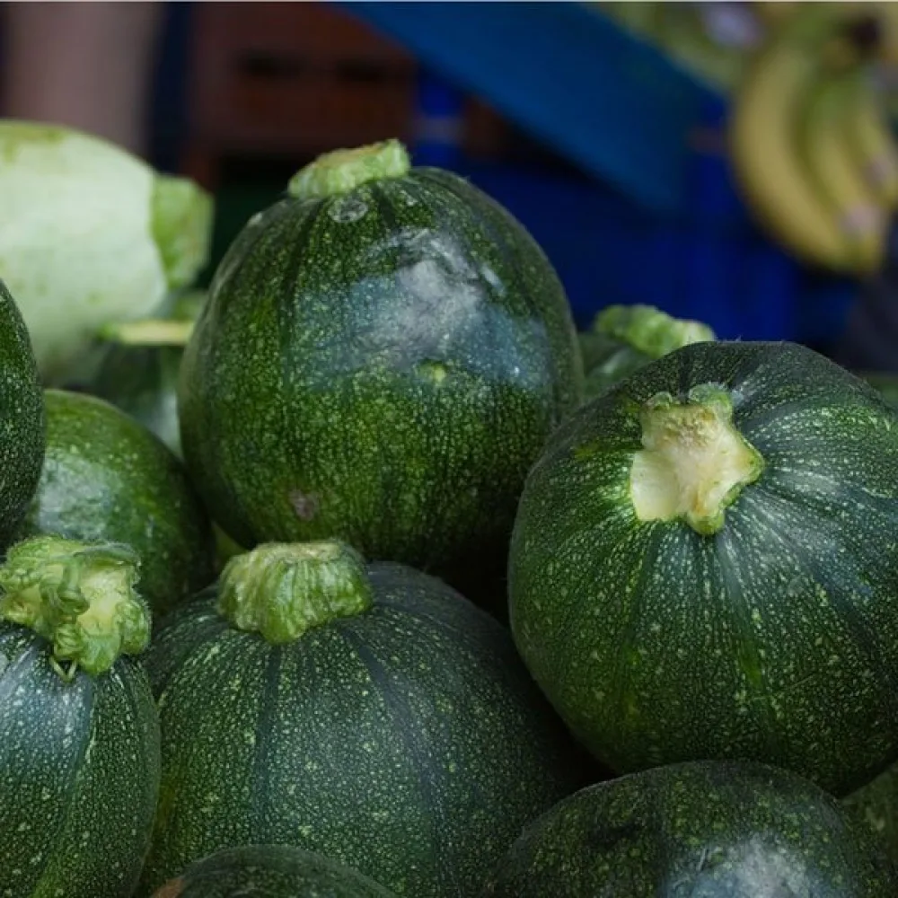 Zucchini 'Tondo di Piacenza'