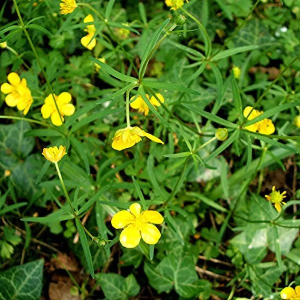 Majsmörblomma