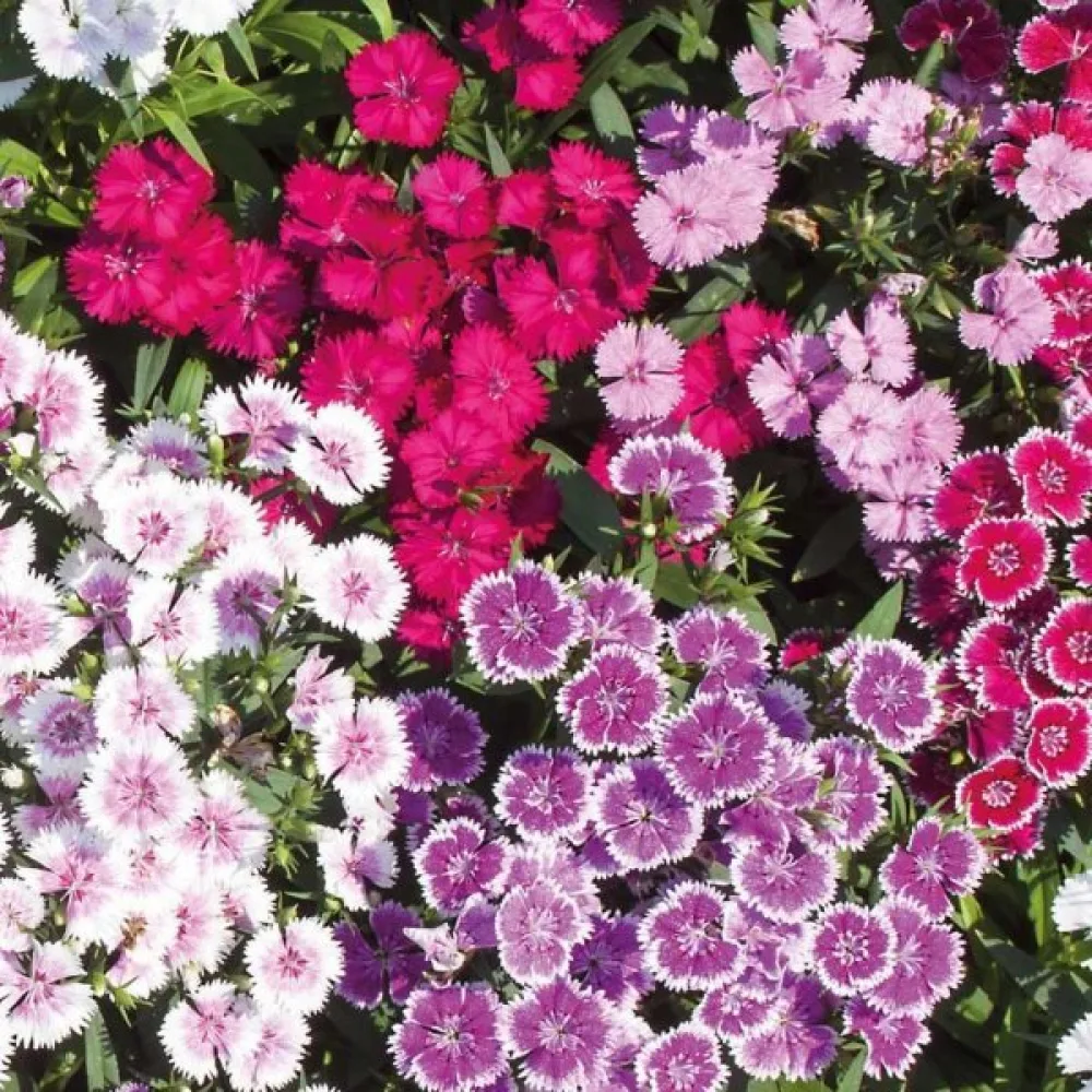 Borstnejlika 'Indian Carpet' – mix