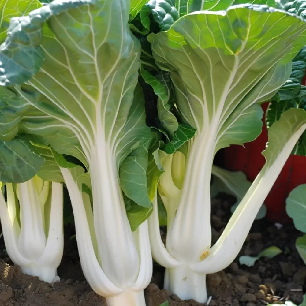 Pak choi, vit, för mikrogrönt