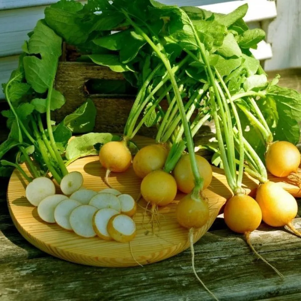 Rädisa 'Zlata'