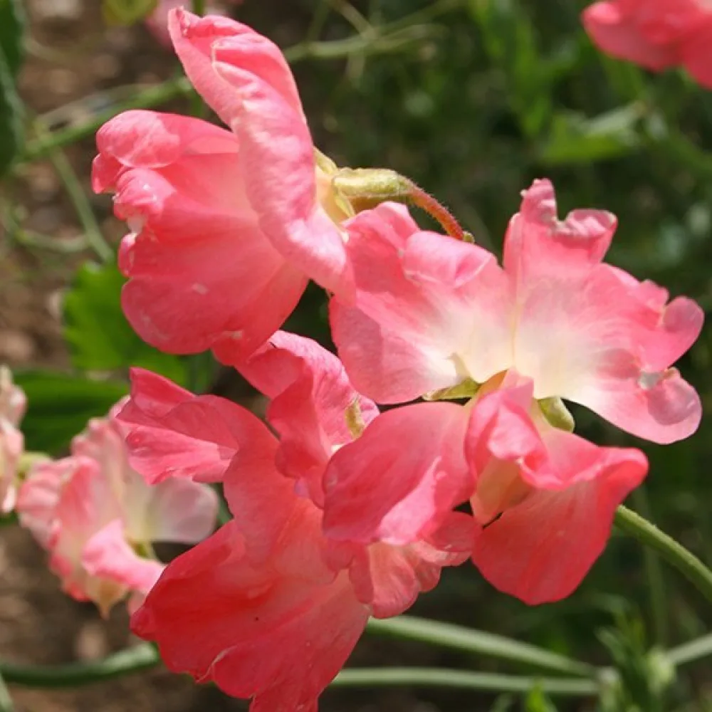 Luktärt 'Princess Elisabeth'