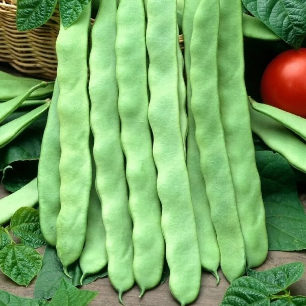 Störböna 'Meisterstuck'