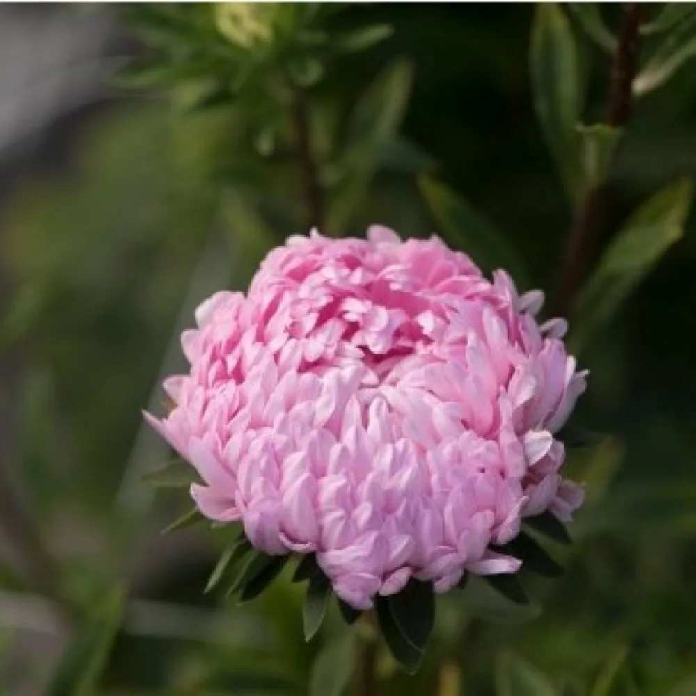 Sommaraster pionblommig – laxrosa