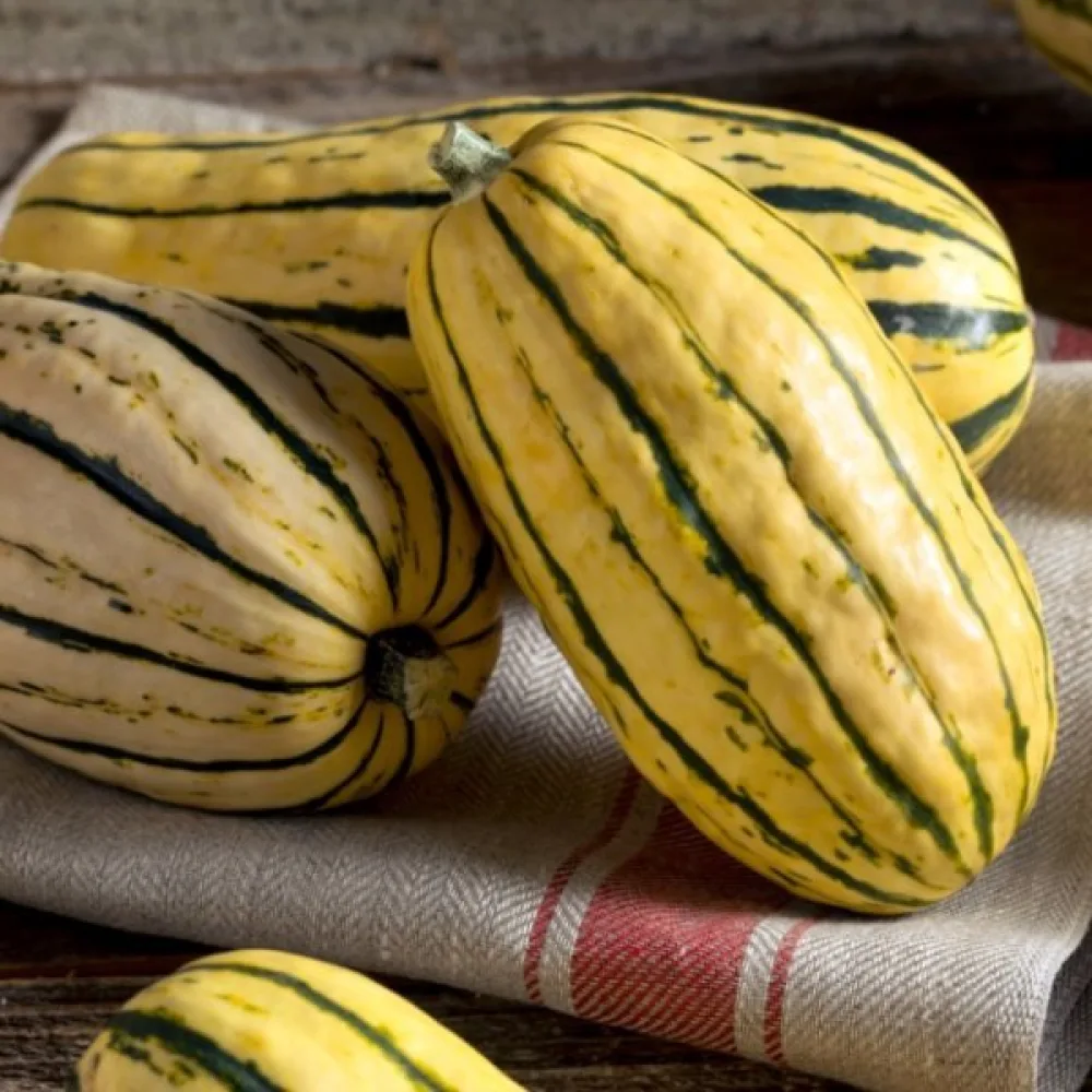 Pumpa 'Delicata' gräddvit