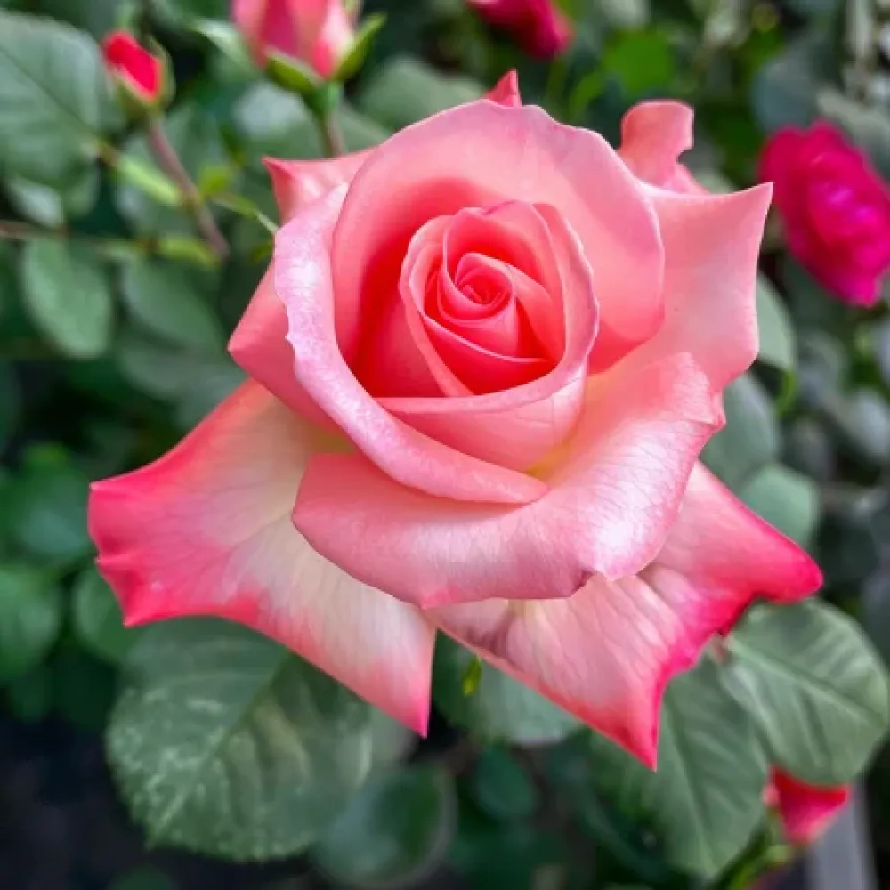 Ros 'Pink Snowflake' – barrotad