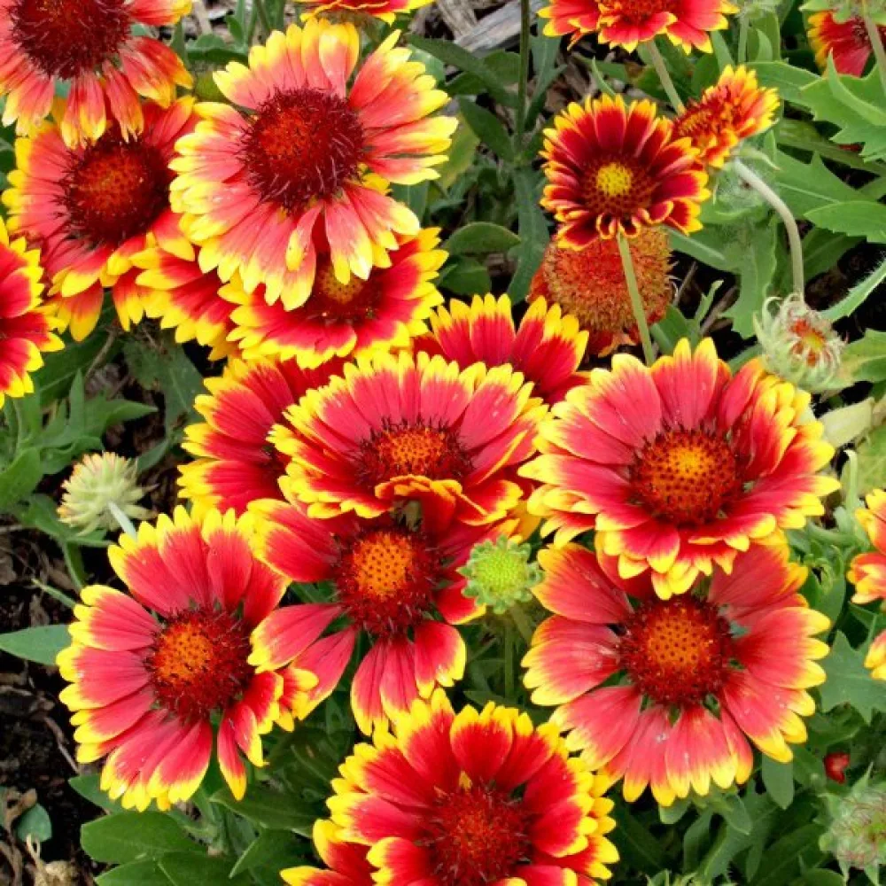 Kokardblomster Gaillardia aristata, mix