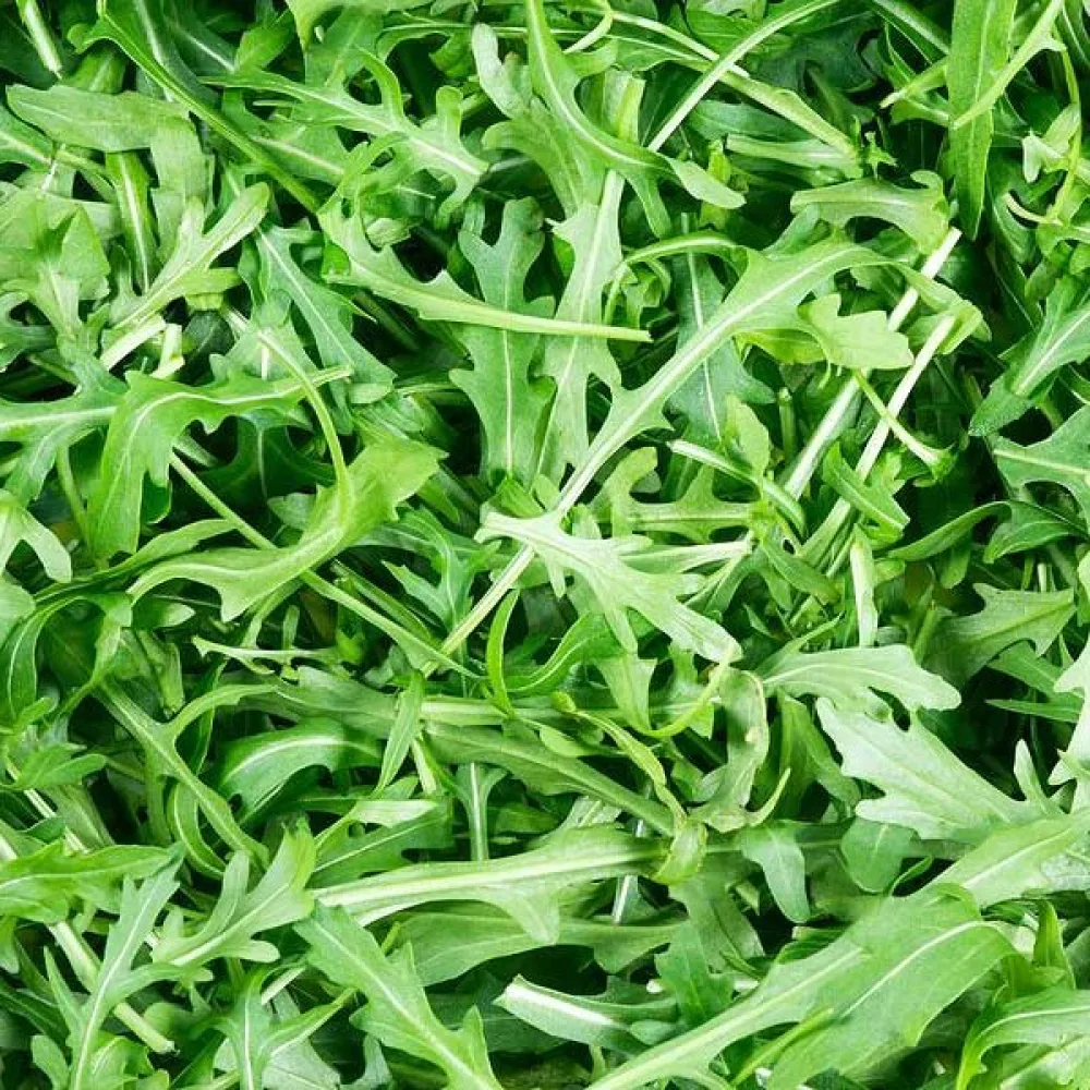Rucola 'Sylvetta'