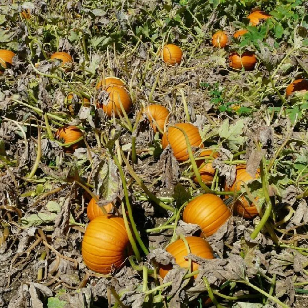 Pumpa 'Quintale'