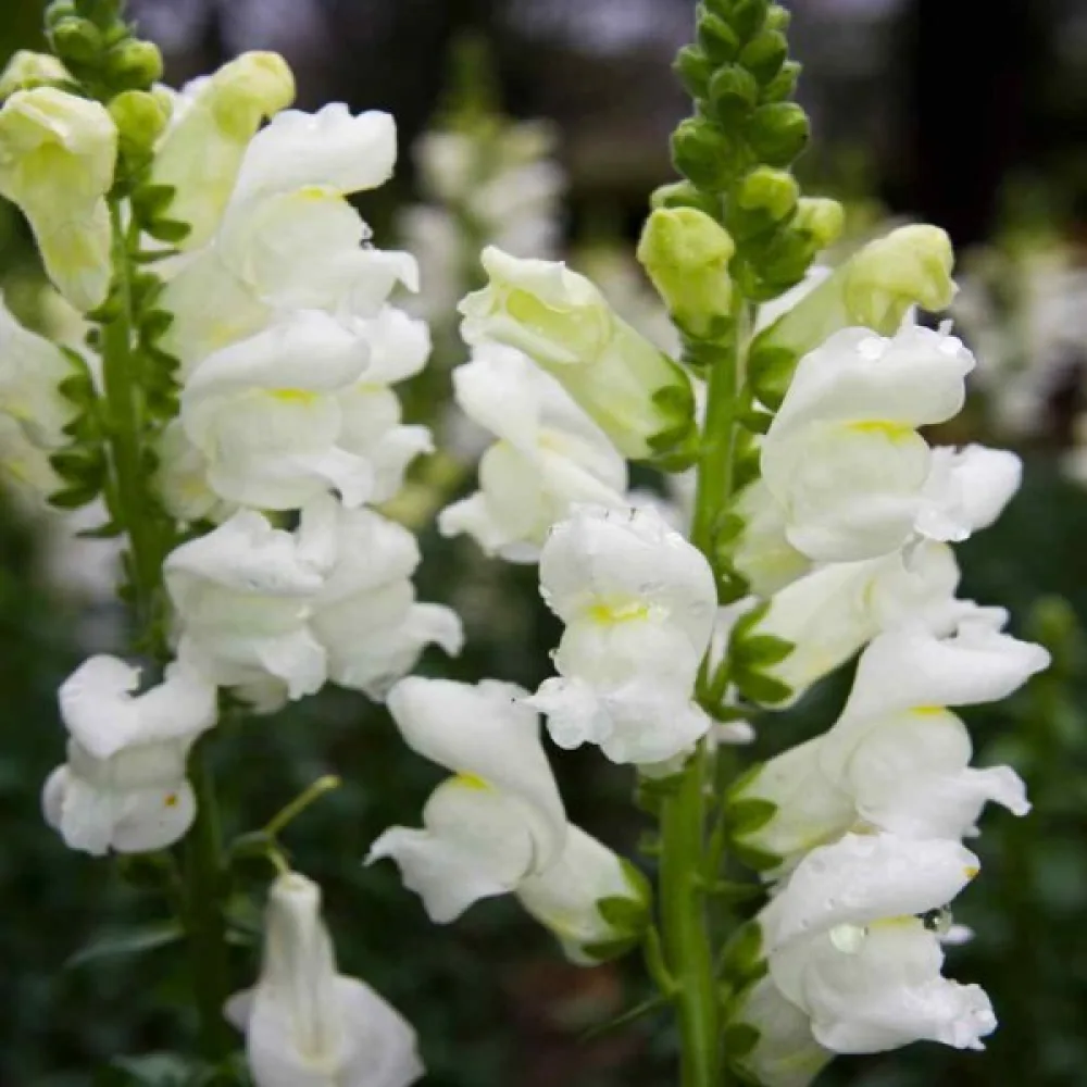Lejongap 'Snowflake'