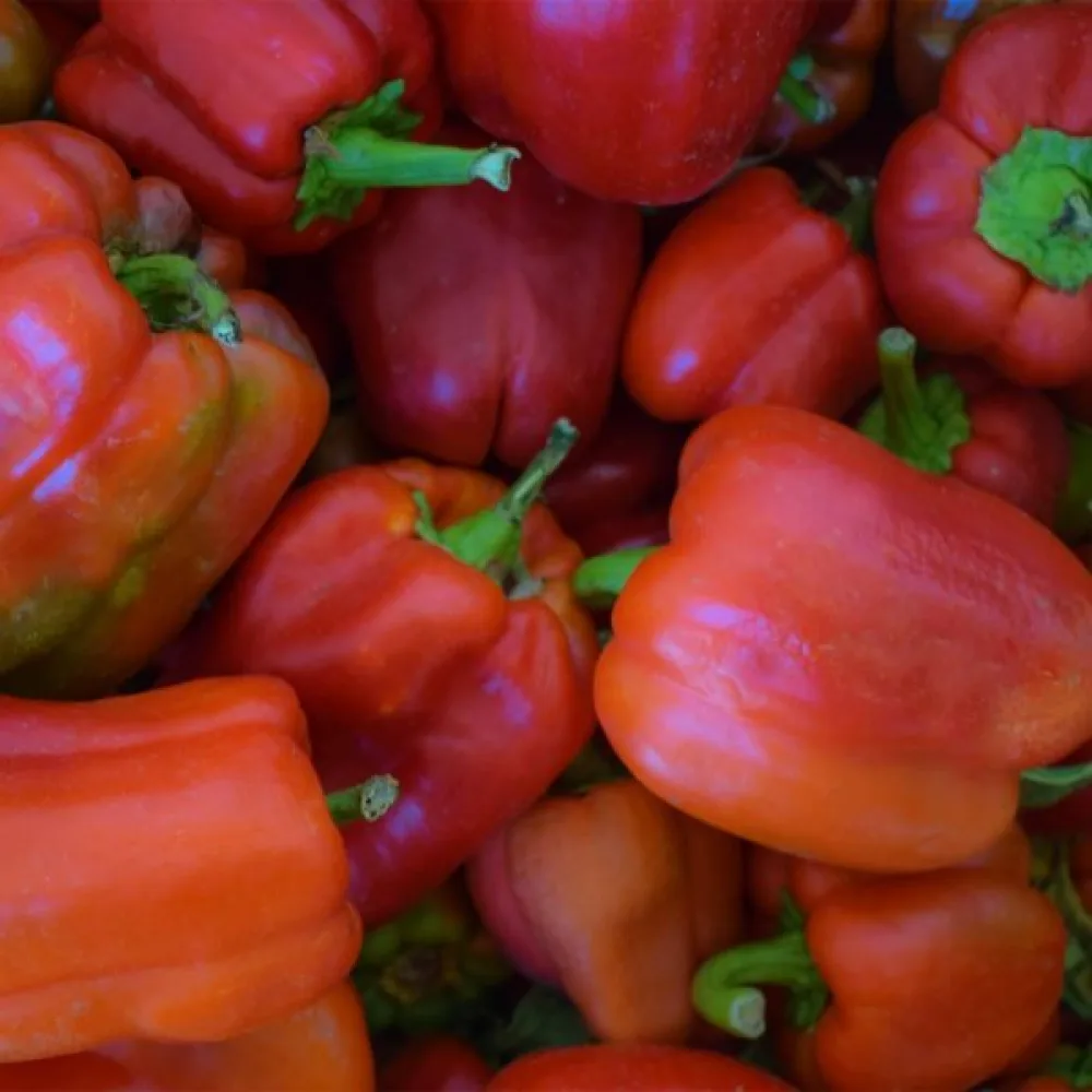 Paprika 'Quadrato d'Asti Rosso'