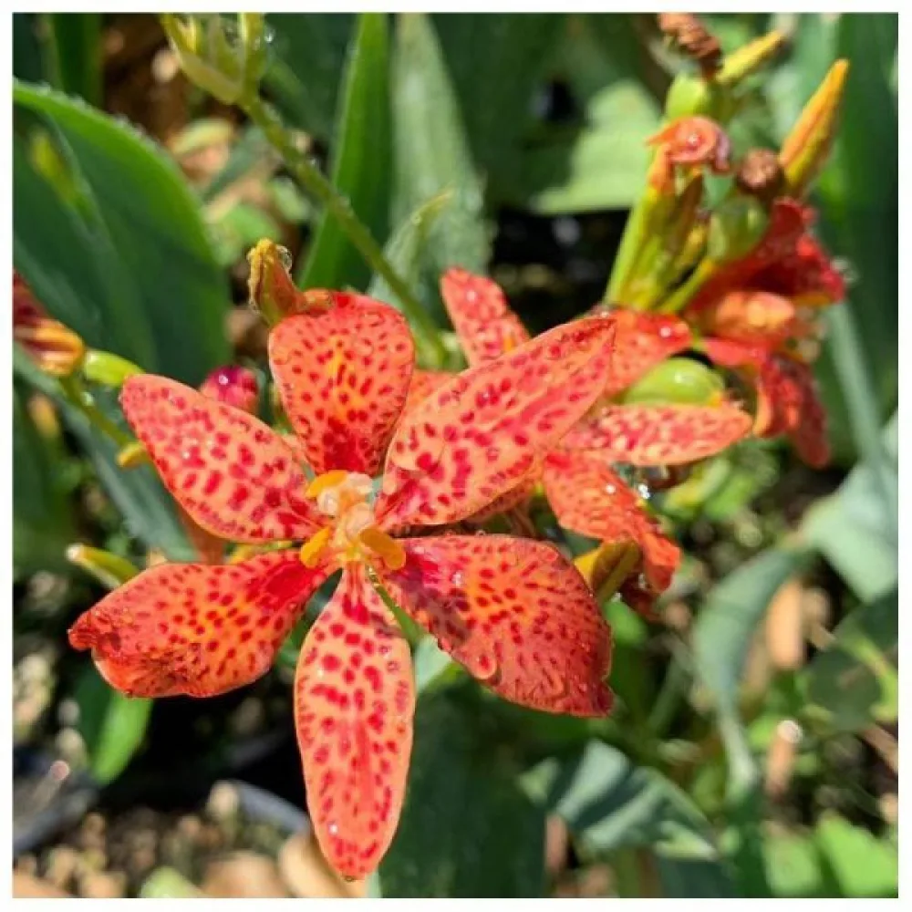 Pardancanda × norrisii – mix