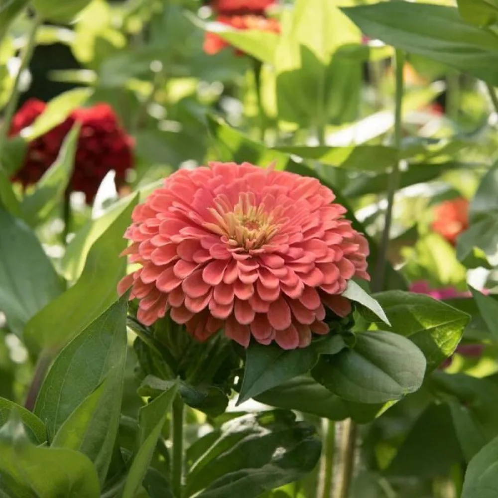 Zinnia 'Salmon Queen'