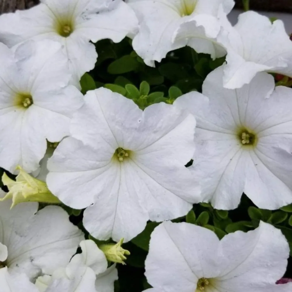 Petunia 'Snowball'