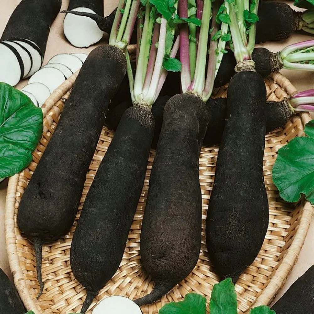 Vinterrättika 'Noir Long'