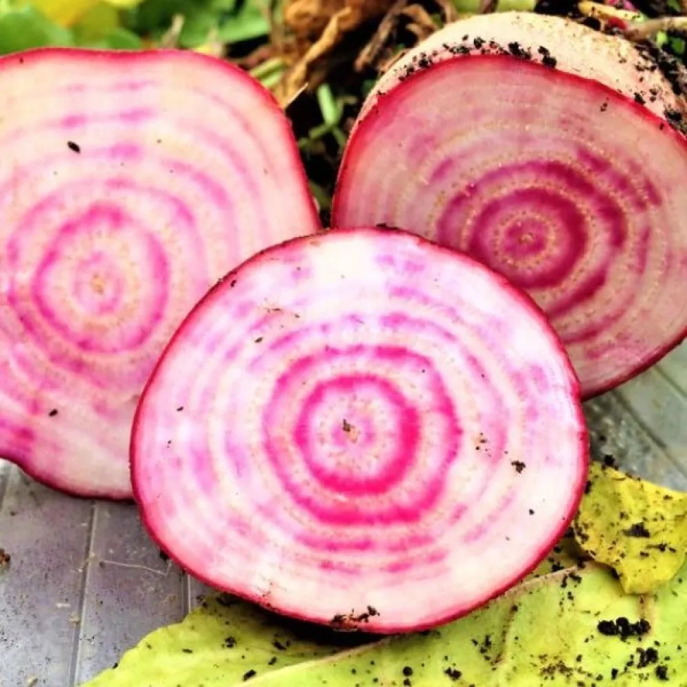 Rödbeta 'Tonda di Chioggia'