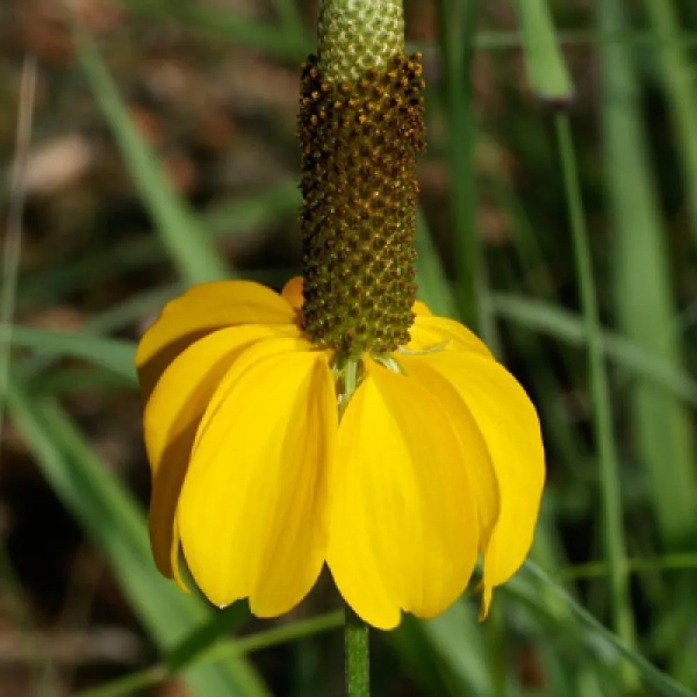 Mexikansk hatt Ratibida columnifera