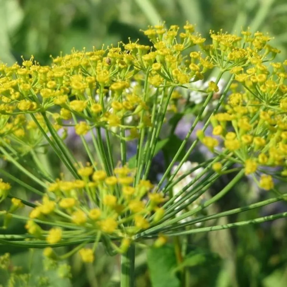 Dill Anethum graveolens