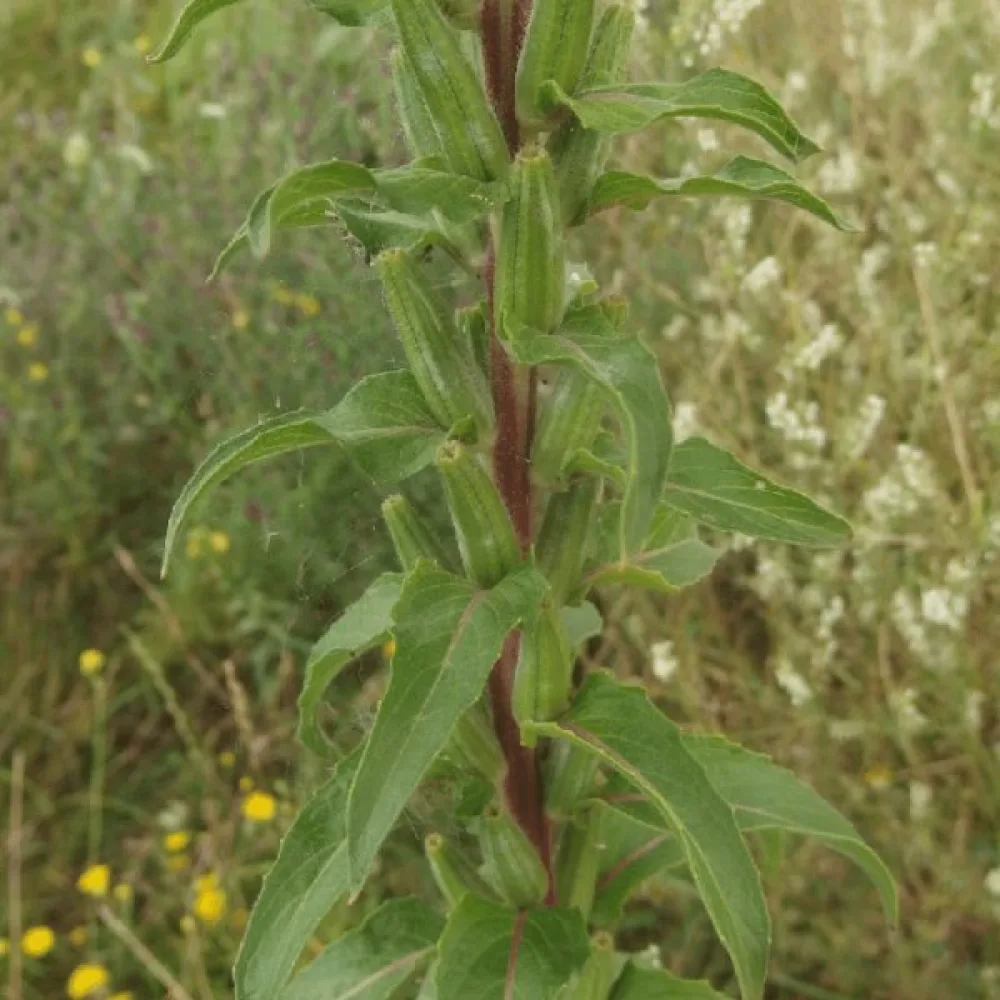 Nattljus Oenothera paradoxa