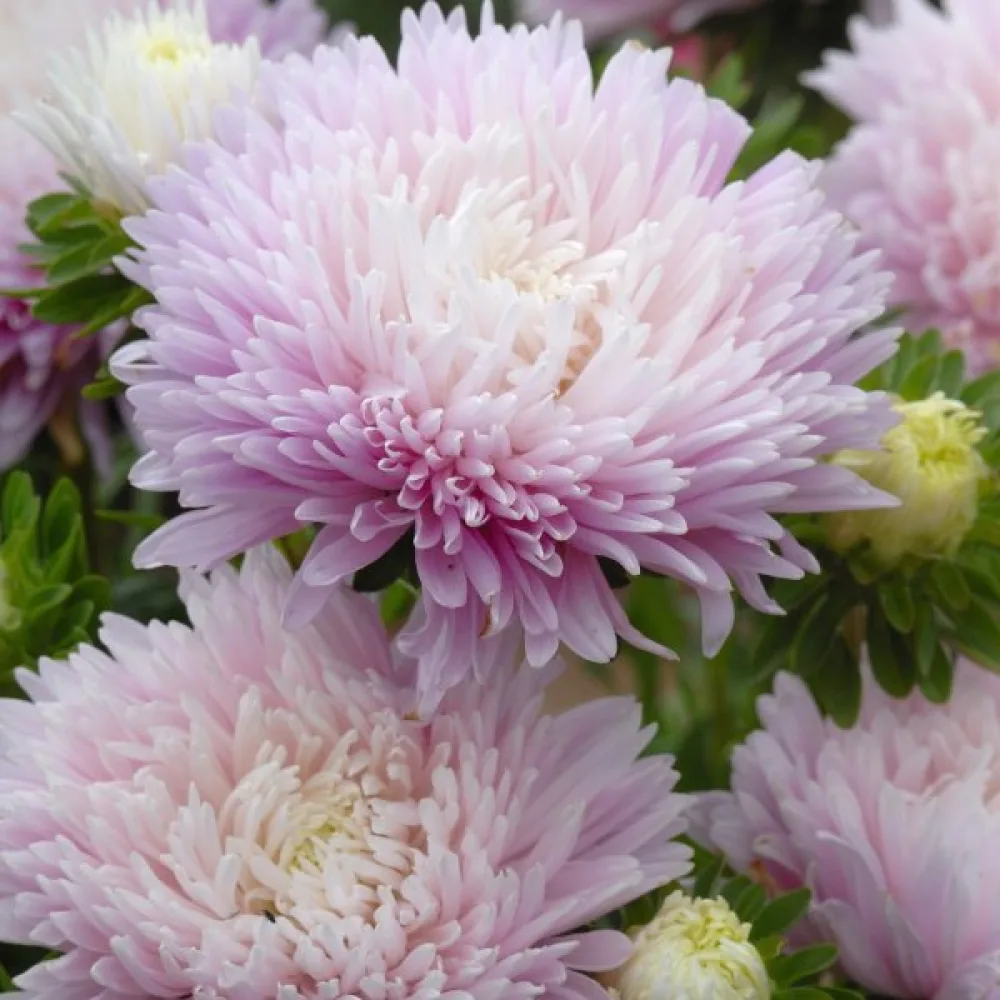 Sommaraster 'Apollonia' – äppelblom
