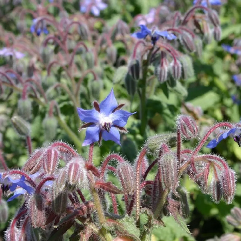 Gurkört Borago officinalis