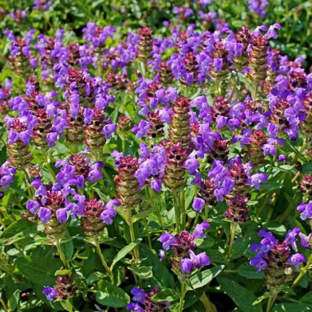 Brunört