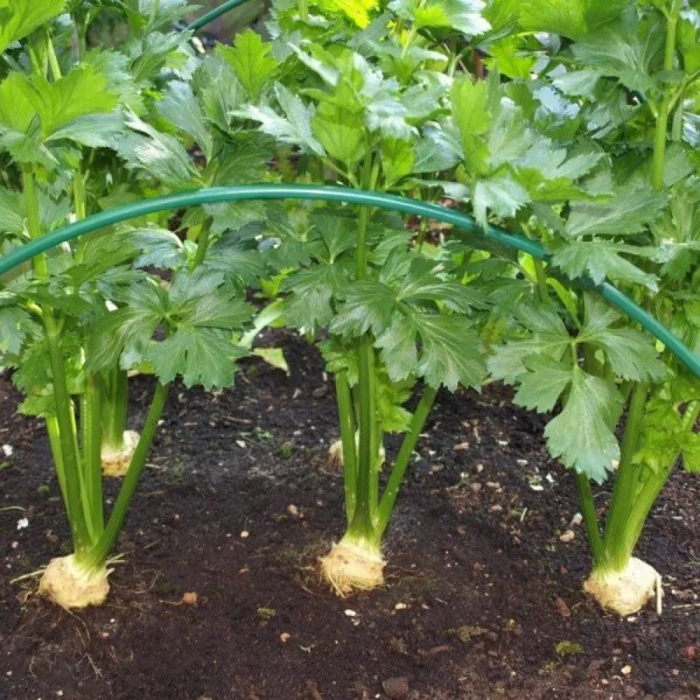 Rotselleri 'Bruno'
