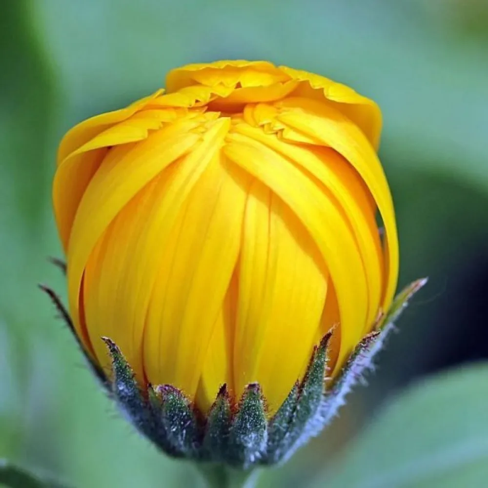Afrikansk tagetes 'Fantastic Yellow'