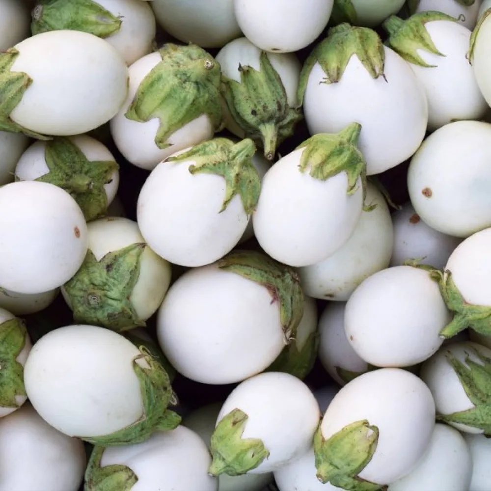 Aubergine 'White Egg'