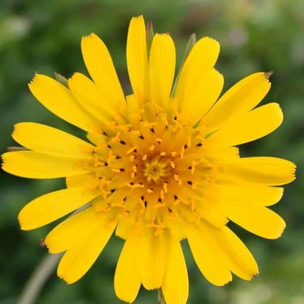 Ängshaverrot Tragopogon pratensis
