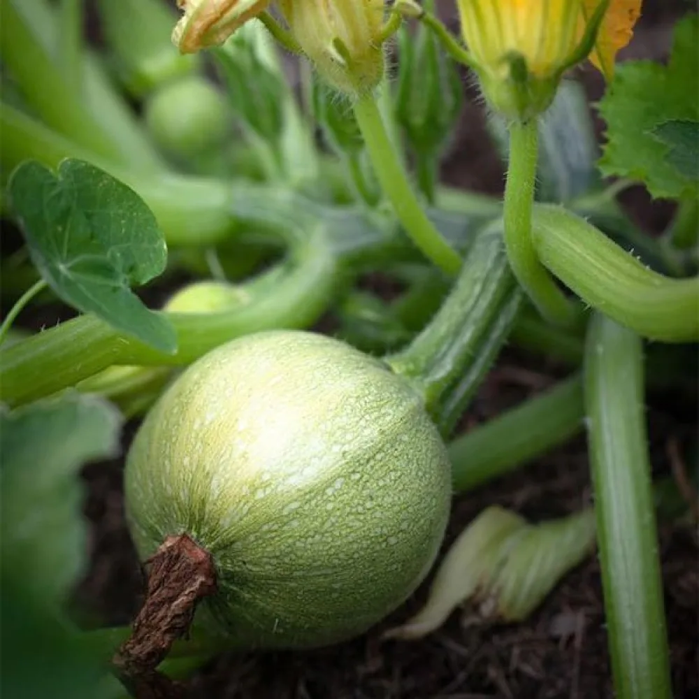 Zucchini 'Tondo di Nizza'