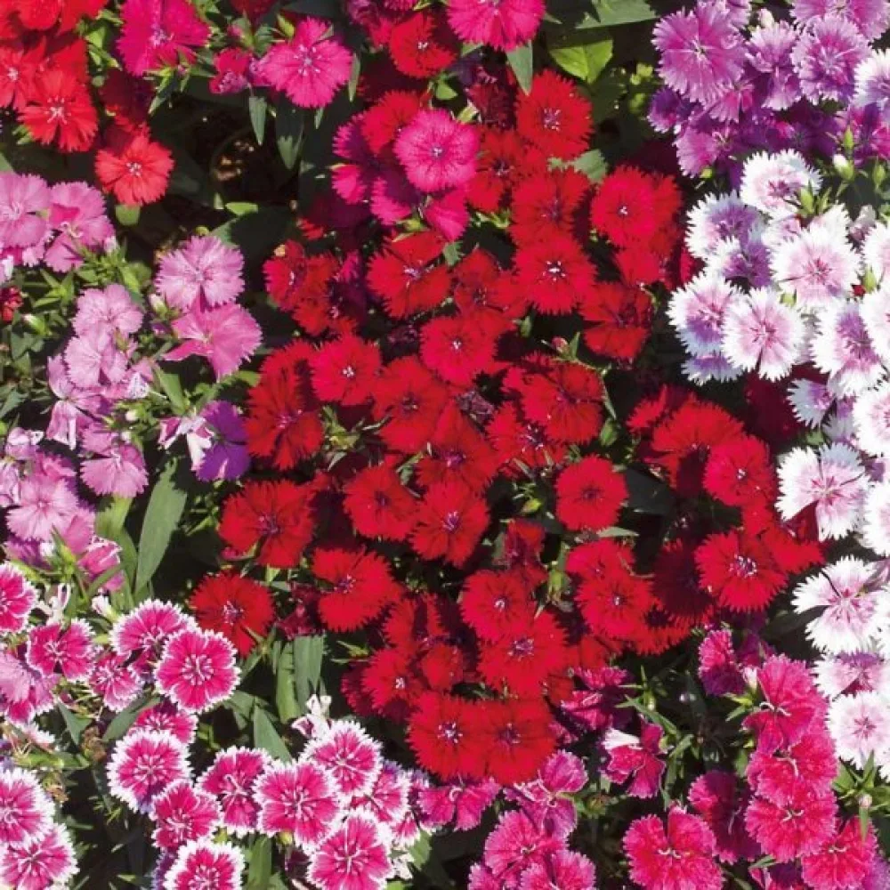 Borstnejlika 'Indian Carpet' – mix
