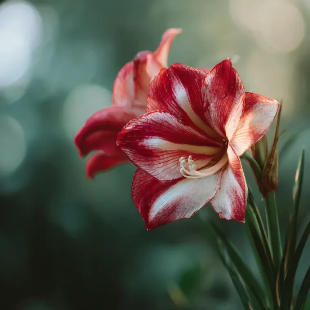 Amaryllis 'Ambiance'