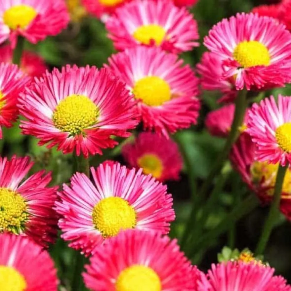Sommaraster 'Madeleine' – mix