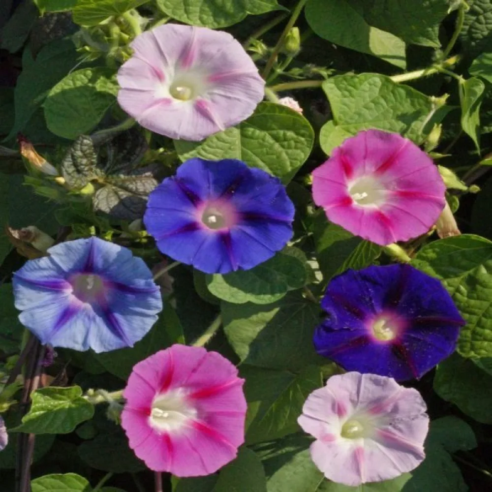 Purpurvinda 'Celestial' – mix