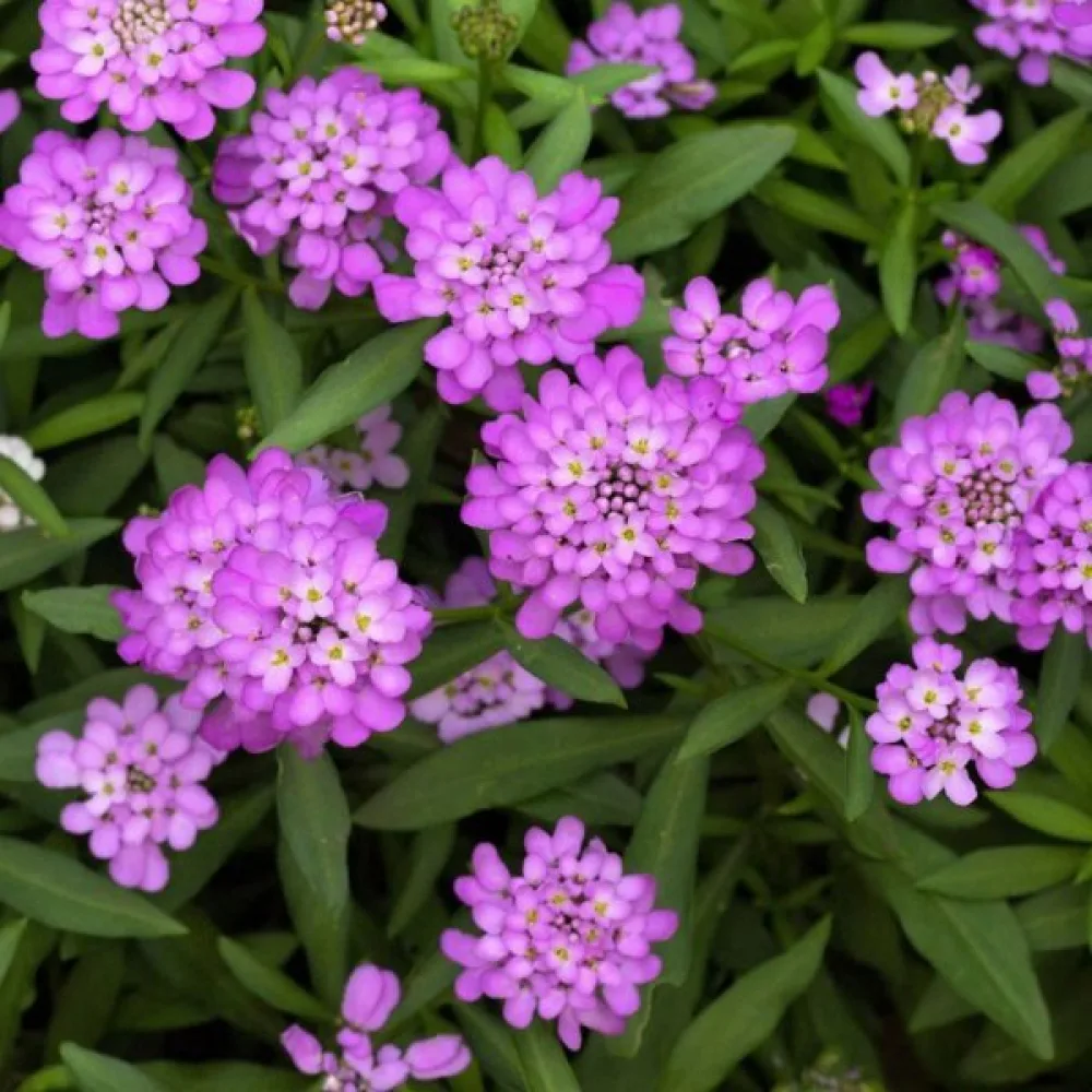 Iberis 'Rose Cardinal' – klarrosa